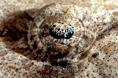 Fish of Marsa Shagra in the Red Sea. Underwater harmony of colors. Photographs by Amar Guillen.
