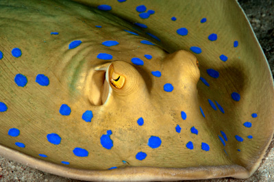 Fish of Marsa Shagra in the Red Sea. Underwater harmony of colors. Photographs by Amar Guillen.