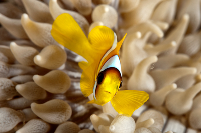 Fish of Marsa Shagra in the Red Sea. Underwater harmony of colors. Photographs by Amar Guillen.