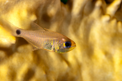 Fish of Marsa Shagra in the Red Sea. Underwater harmony of colors. Photographs by Amar Guillen.
