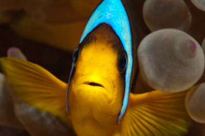 Fish of Marsa Shagra in the Red Sea. Underwater harmony of colors. Photographs by Amar Guillen.