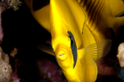 Fish of Marsa Shagra in the Red Sea. Underwater harmony of colors. Photographs by Amar Guillen.