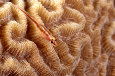 Fish of Marsa Shagra in the Red Sea. Underwater harmony of colors. Photographs by Amar Guillen.