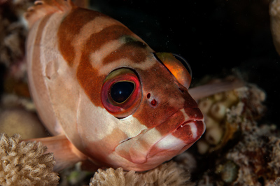Fish of Marsa Shagra in the Red Sea. Underwater harmony of colors. Photographs by Amar Guillen.