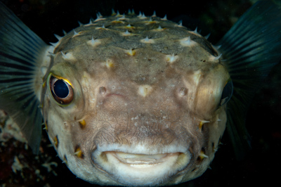 Fish of Marsa Shagra in the Red Sea. Underwater harmony of colors. Photographs by Amar Guillen.