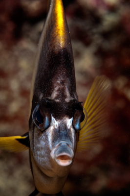 Fish of Marsa Shagra in the Red Sea. Underwater harmony of colors. Photographs by Amar Guillen.