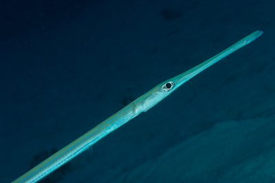 Fish of Marsa Shagra in the Red Sea. Underwater harmony of colors. Photographs by Amar Guillen.