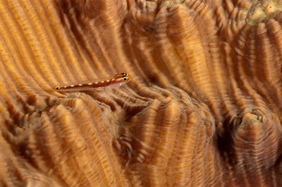 Fish of Marsa Shagra in the Red Sea. Underwater harmony of colors. Photographs by Amar Guillen.