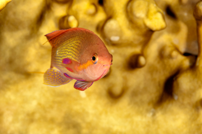 Fish of Marsa Shagra in the Red Sea. Underwater harmony of colors. Photographs by Amar Guillen.