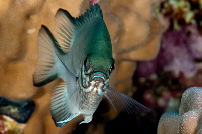 Fish of Marsa Shagra in the Red Sea. Underwater harmony of colors. Photographs by Amar Guillen.