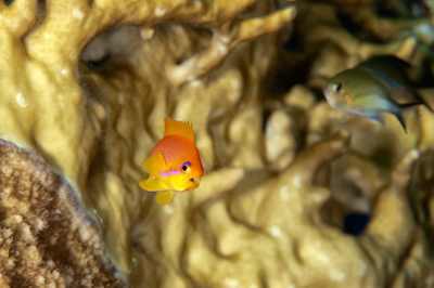 Fish of Marsa Shagra in the Red Sea. Underwater harmony of colors. Photographs by Amar Guillen.
