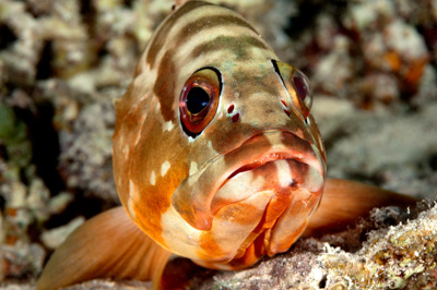 Fish of Marsa Shagra in the Red Sea. Underwater harmony of colors. Photographs by Amar Guillen.