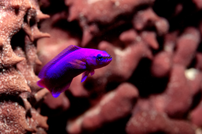 Poissons de Marsa Shagra en Mer Rouge. Harmonie des couleurs sous-marines. Photographies par Amar Guillen.