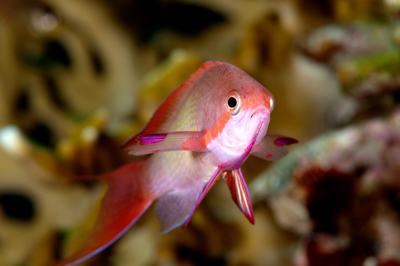 Poissons de Marsa Shagra en Mer Rouge. Harmonie des couleurs sous-marines. Photographies par Amar Guillen.