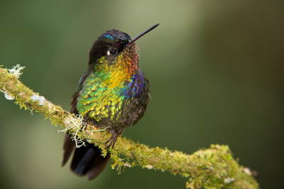Mountain birds of Costa Rica. Photographs by Amar Guillen.