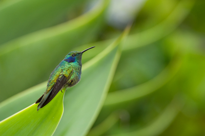 Mountain birds of Costa Rica. Photographs by Amar Guillen.