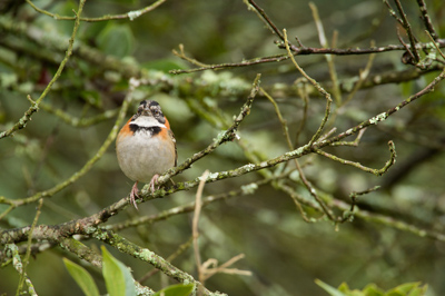 Mountain birds of Costa Rica. Photographs by Amar Guillen.