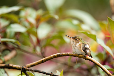 Mountain birds of Costa Rica. Photographs by Amar Guillen.