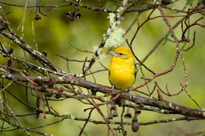 Mountain birds of Costa Rica. Photographs by Amar Guillen.