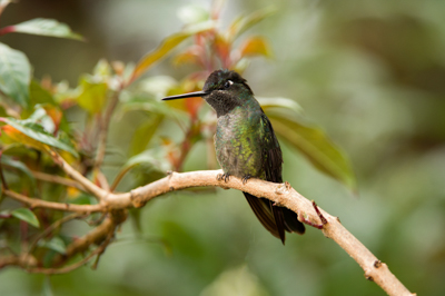 Mountain birds of Costa Rica. Photographs by Amar Guillen.