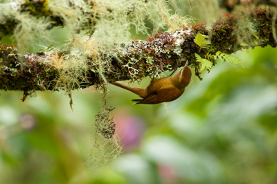 Mountain birds of Costa Rica. Photographs by Amar Guillen.