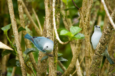 Mountain birds of Costa Rica. Photographs by Amar Guillen.