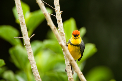 Mountain birds of Costa Rica. Photographs by Amar Guillen.