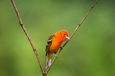 Les oiseaux des montagnes du Costa Rica. Photographies par Amar Guillen.