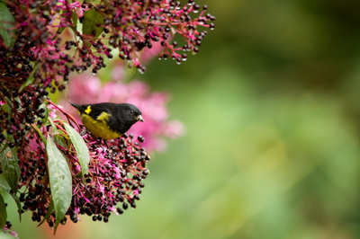 Les oiseaux des montagnes du Costa Rica. Photographies par Amar Guillen.