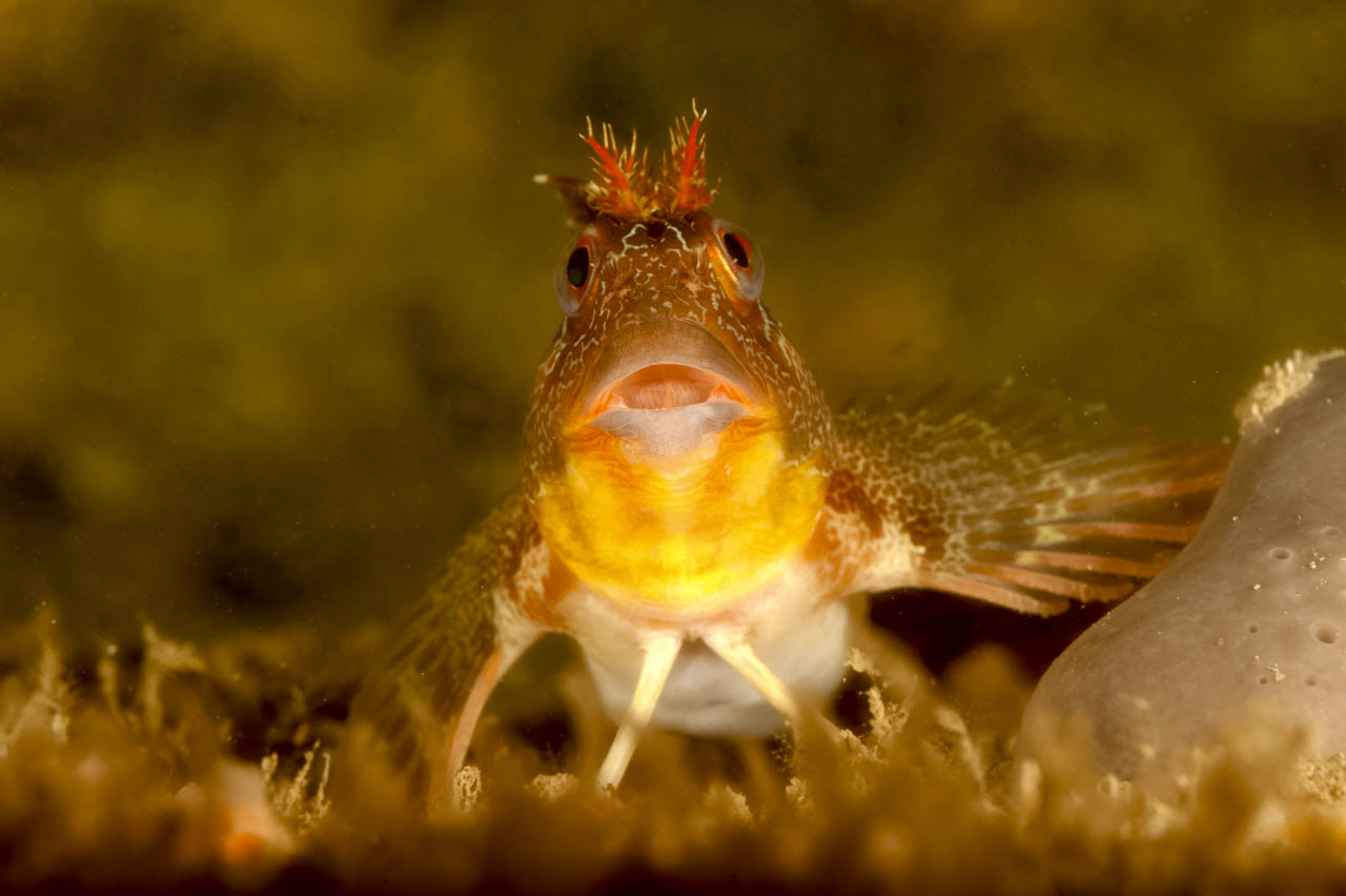 Blenny in the Gironde estuary, France.