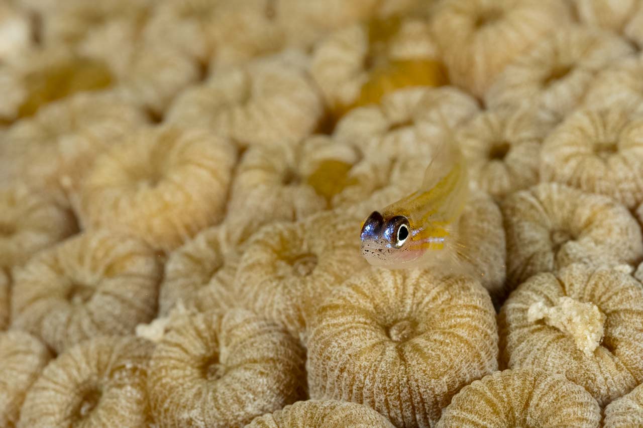 Goby on a coral in Carribean sea off Bonaire.
