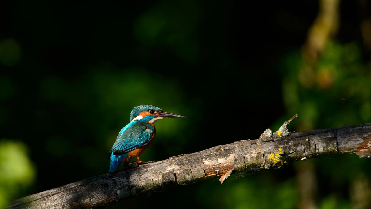 Common kingfisher on a branch in a pond in la Dombes, France.