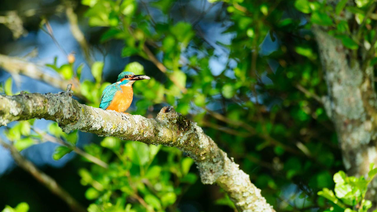 Common kingfisher with a minnow in its beack on a branch in a pond in la Dombes, France.