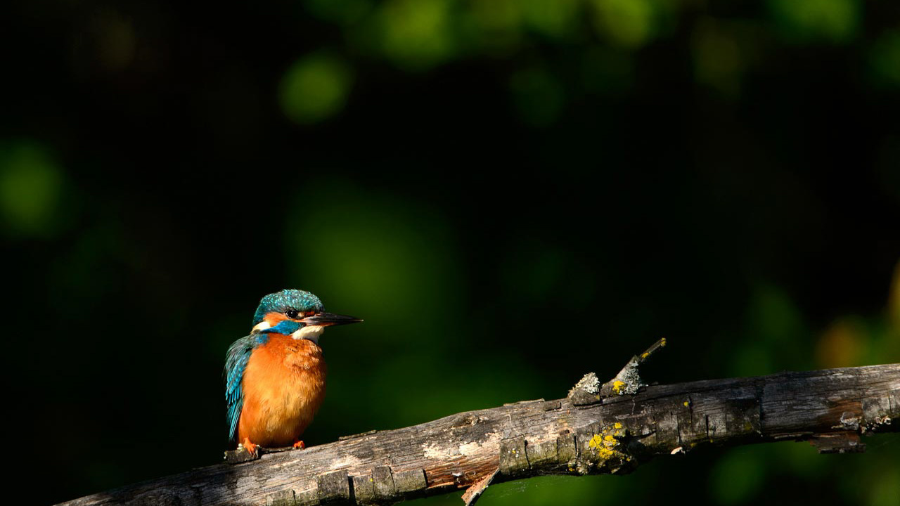 Common kingfisher on a branch in a pond in la Dombes, France.