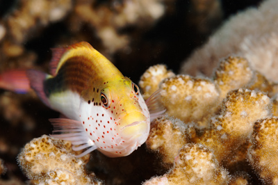 Gros plans sous-marins au large du Soudan en Mer Rouge. Photographies par Amar Guillen.