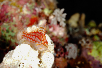 Gros plans sous-marins au large du Soudan en Mer Rouge. Photographies par Amar Guillen.