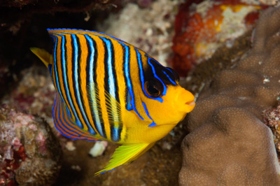 Underwater close-up off the coast of Sudan. Photographs by Amar Guillen.