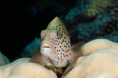 Underwater close-up off the coast of Sudan. Photographs by Amar Guillen.