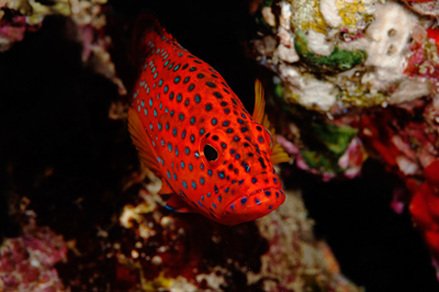 Underwater close-up off the coast of Sudan. Photographs by Amar Guillen.