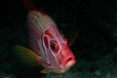 Underwater close-up off the coast of Sudan. Photographs by Amar Guillen.