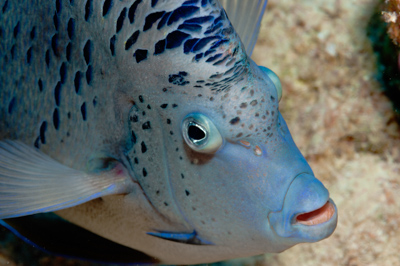 Underwater close-up off the coast of Sudan. Photographs by Amar Guillen.