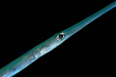 Underwater close-up off the coast of Sudan. Photographs by Amar Guillen.