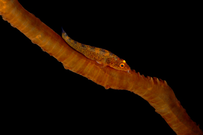 Underwater close-up off the coast of Sudan. Photographs by Amar Guillen.