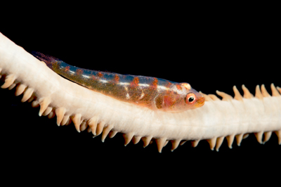 Underwater close-up off the coast of Sudan. Photographs by Amar Guillen.