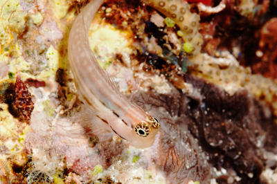 Underwater close-up off the coast of Sudan. Photographs by Amar Guillen.