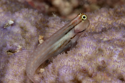 Underwater close-up off the coast of Sudan. Photographs by Amar Guillen.