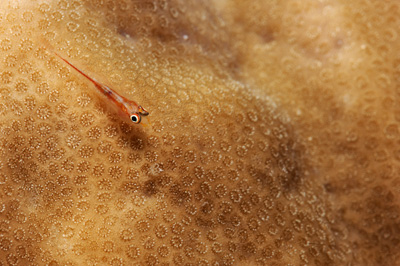 Underwater close-up off the coast of Sudan. Photographs by Amar Guillen.