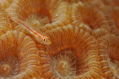 Underwater close-up off the coast of Sudan. Photographs by Amar Guillen.