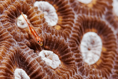 Underwater close-up off the coast of Sudan. Photographs by Amar Guillen.