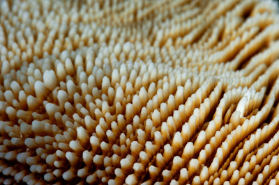 Underwater close-up off the coast of Sudan. Photographs by Amar Guillen.